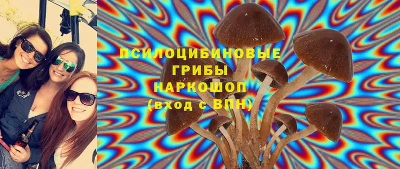 купить   Борисоглебск  Псилоцибиновые грибы MAGIC MUSHROOMS 